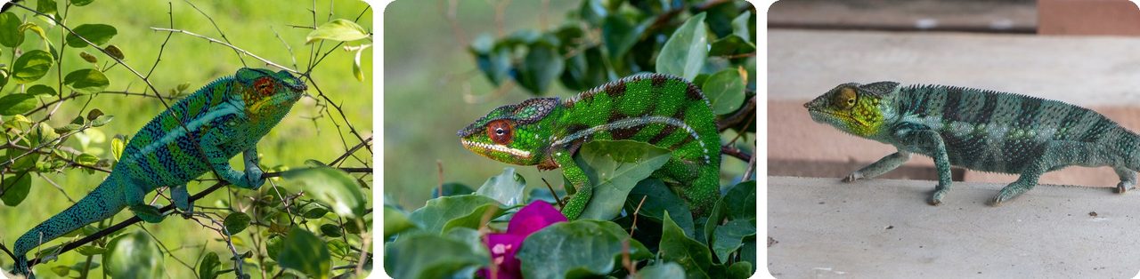 Panther chameleons in Madagascar