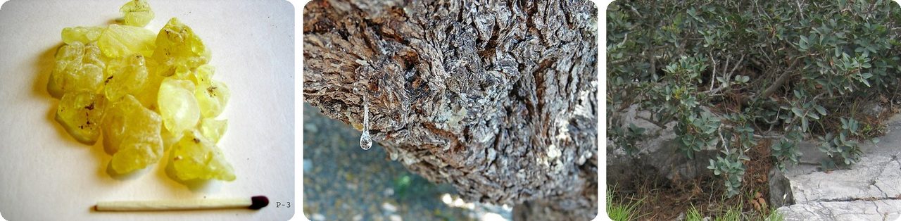 Mastic resin drops, a tear on the bark and a mastic tree