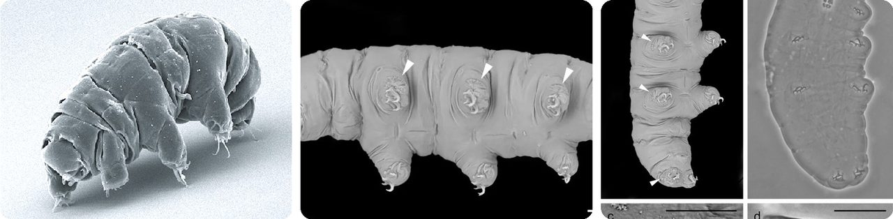 Tardigrades, or water bears, seen through an electron microscope