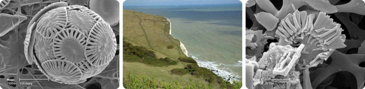A coccolithophore covered in plates, and the White Cliffs of Dover