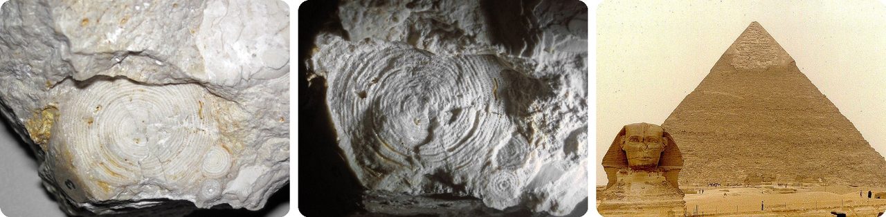 Nummulite fossils in Egyptian limestone, and the Great Pyramid of Giza