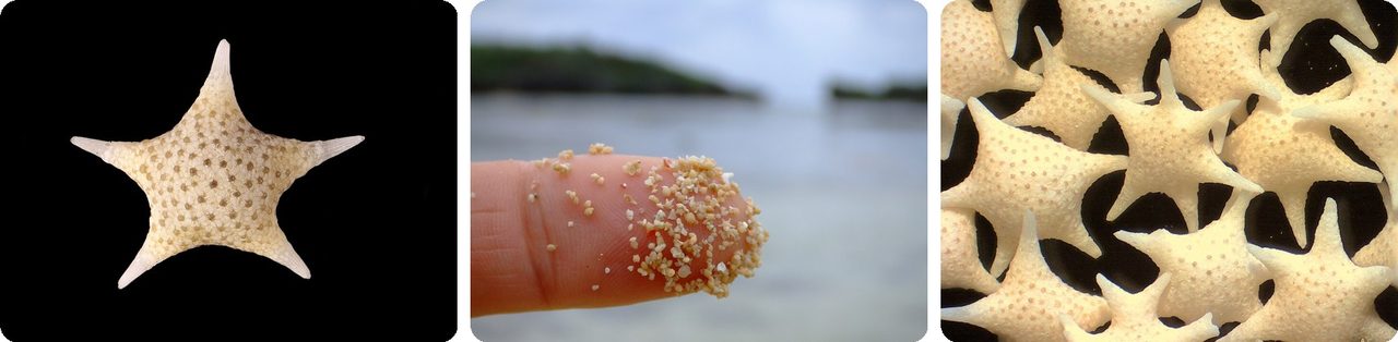 A single star sand grain, star sand on a fingertip, and a pile of grains