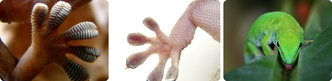 A gecko's toe pads pressed against glass