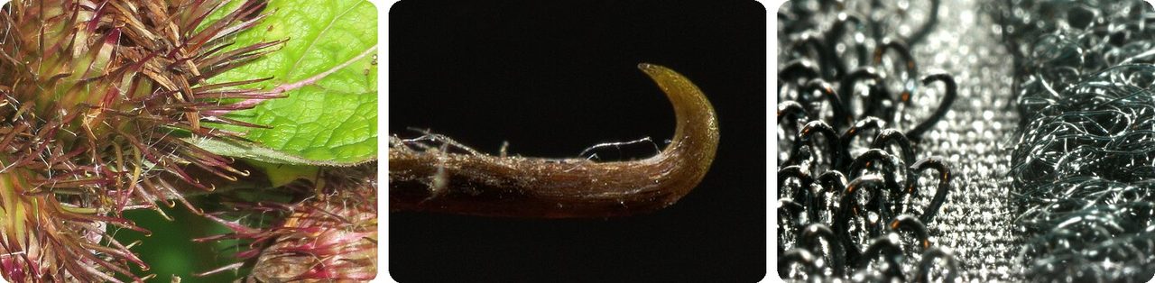 Burdock burr hooks up close, and Velcro hooks and loops