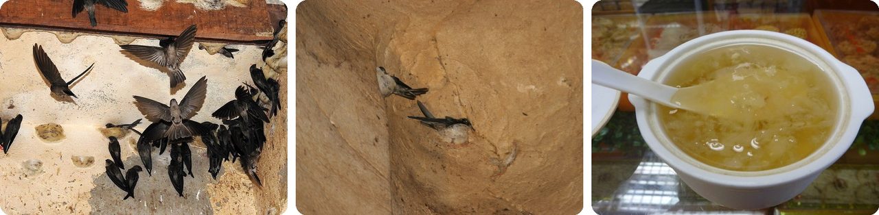 Swiftlets and their nests on a cave wall, and a bowl of bird's nest soup