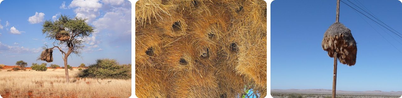 A sociable weaver nest on an acacia in the Kalahari, its many entrances, and one on a pole