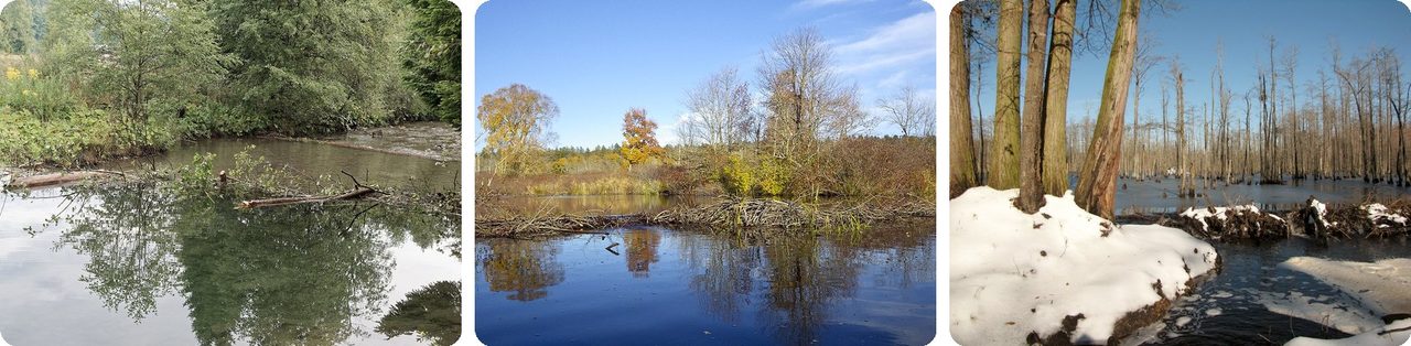 Beaver dams holding back ponds in summer, autumn and winter