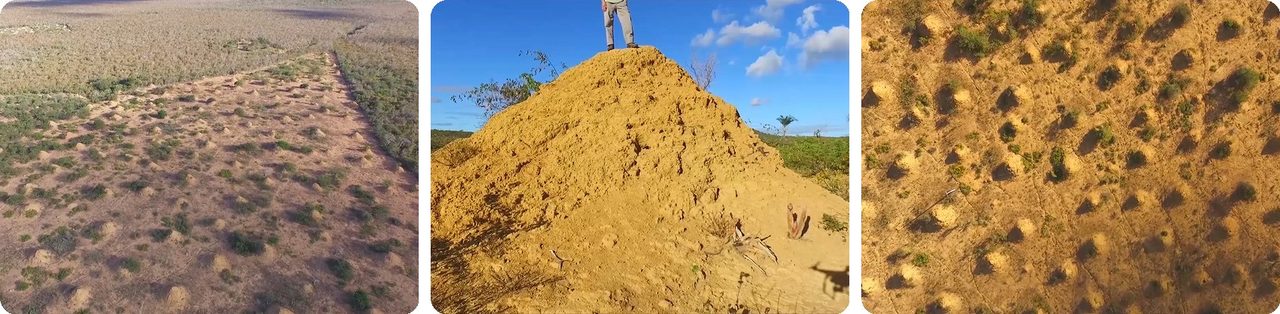 Rows of termite mounds across Brazil's caatinga, and one mound up close