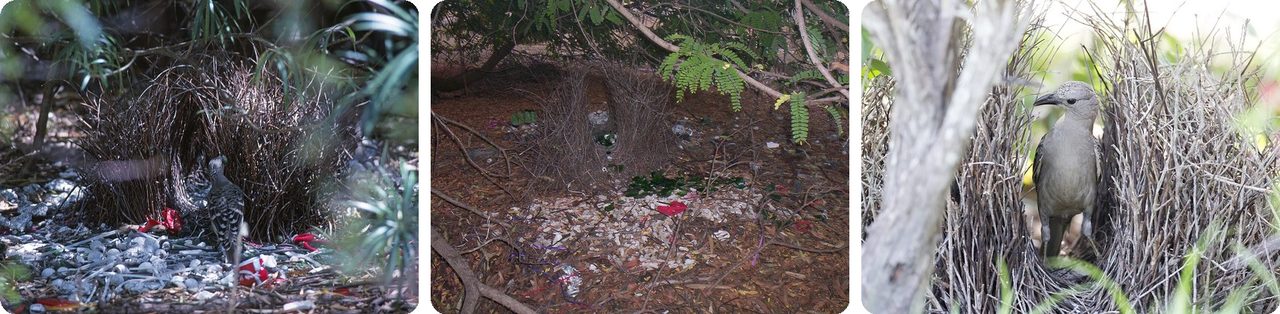 A great bowerbird at its stick bower, with white stones, shells and bottle caps