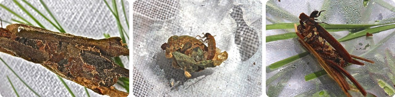 Caddisfly larvae in cases made of twigs, leaves and tiny stones