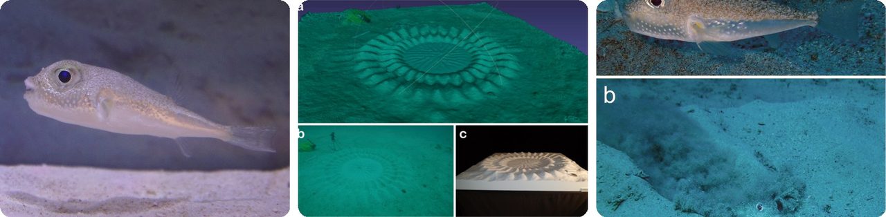 A white-spotted pufferfish and its circular sand nest on the seafloor