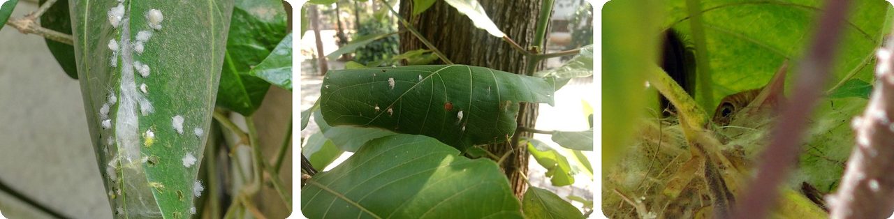 Tailorbird nests made of leaves stitched together