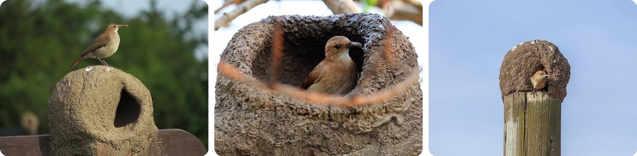 Rufous horneros perched on and inside their round mud nests