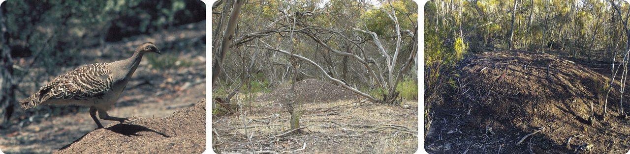 A malleefowl on its nest mound, and malleefowl mounds in the Australian bush