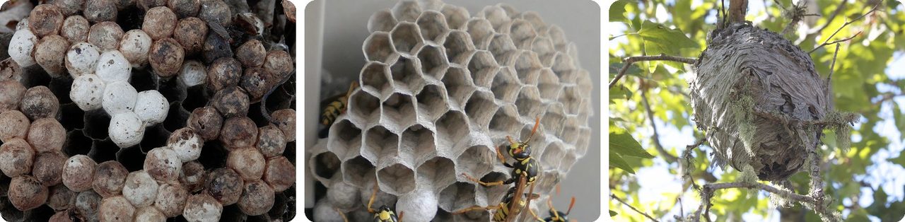 Paper wasp nests with open, downward-facing paper cells