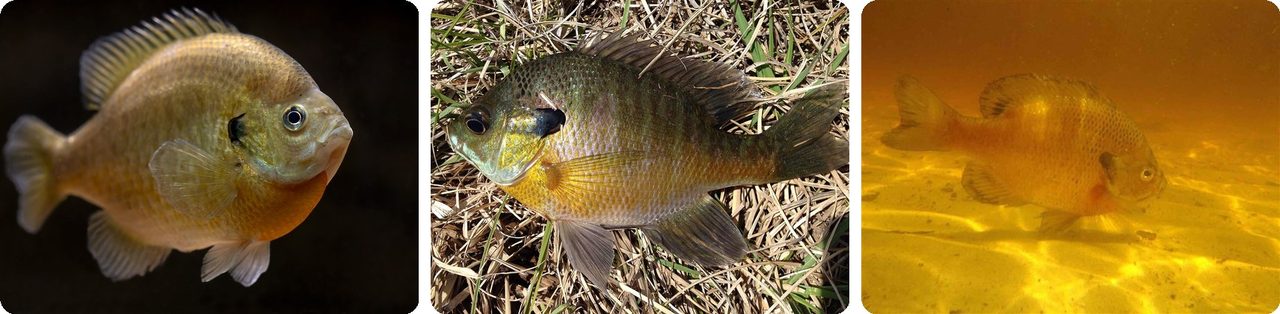 Bluegill sunfish, up close and swimming over sand