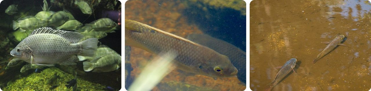 Mozambique tilapia swimming in a pond and an aquarium