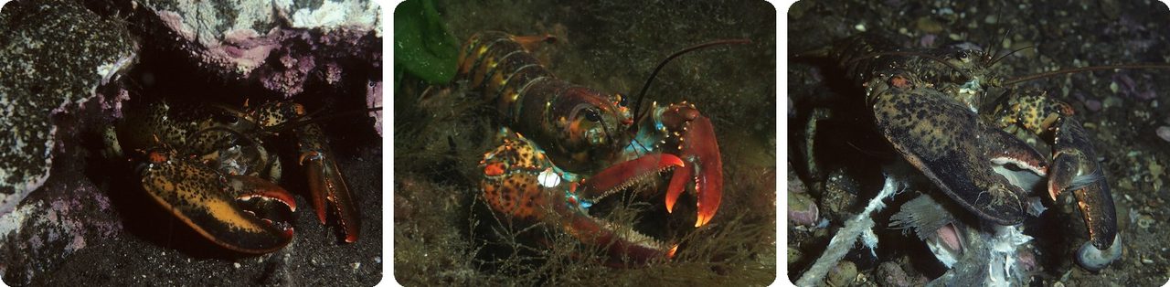 American lobsters on the sea floor off Newfoundland