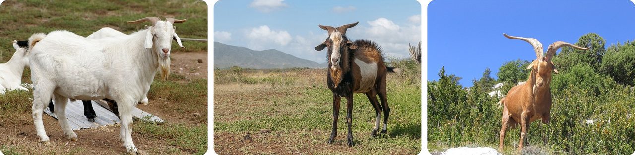 Billy goats with beards and big horns