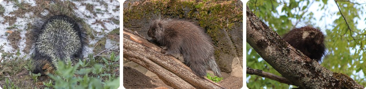 North American porcupines on the ground and in a tree