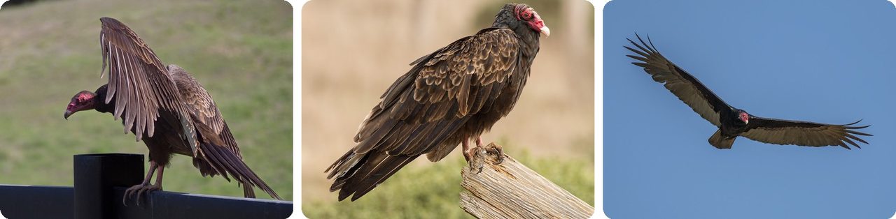 Turkey vultures perched with wings spread and soaring