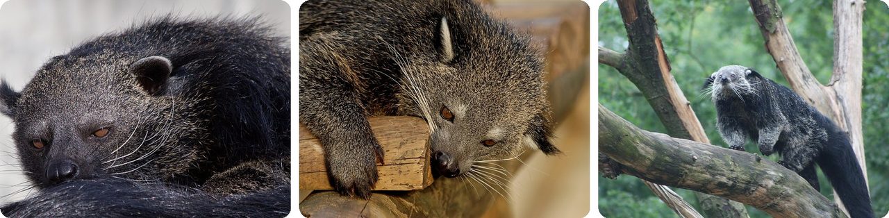 Binturongs, or bearcats, resting and climbing