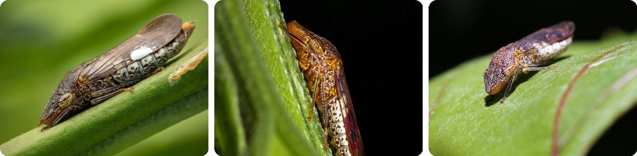 Glassy-winged sharpshooters, small brown leafhoppers, on plant stems