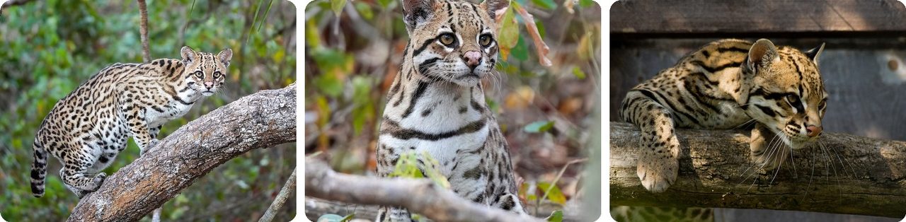 Ocelots, the wild cats behind the Ocelot's Paw talisman