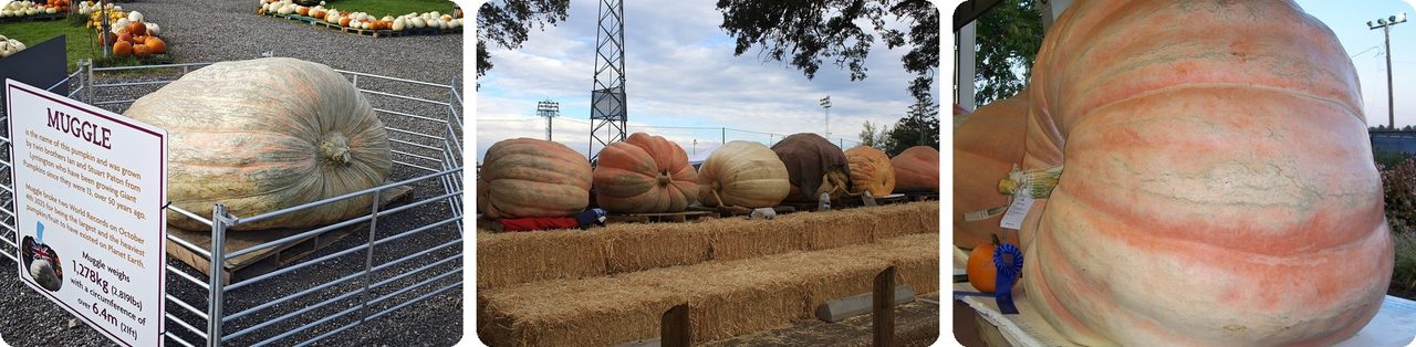 Record giant pumpkins on display
