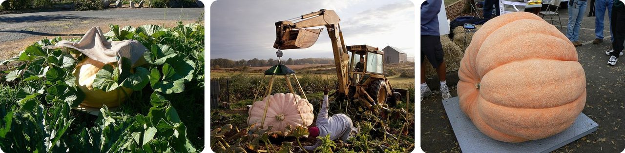 Giant pumpkins growing, being lifted and weighed