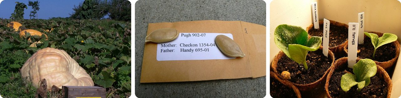 Howard Dill's pumpkin patch, labeled seeds and seedlings