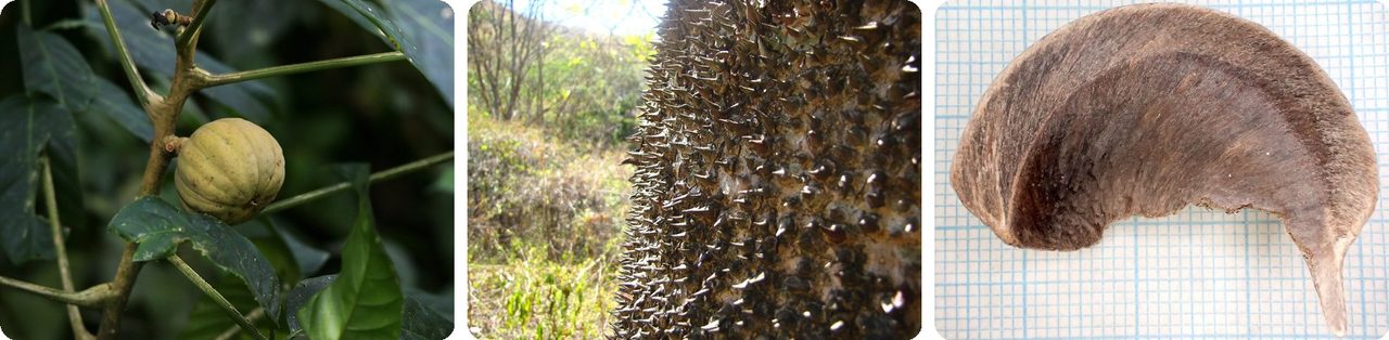 Sandbox tree fruit, its spiky trunk, and one of its flat seeds