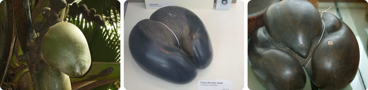 A coco de mer fruit on the palm and two huge coco de mer seeds