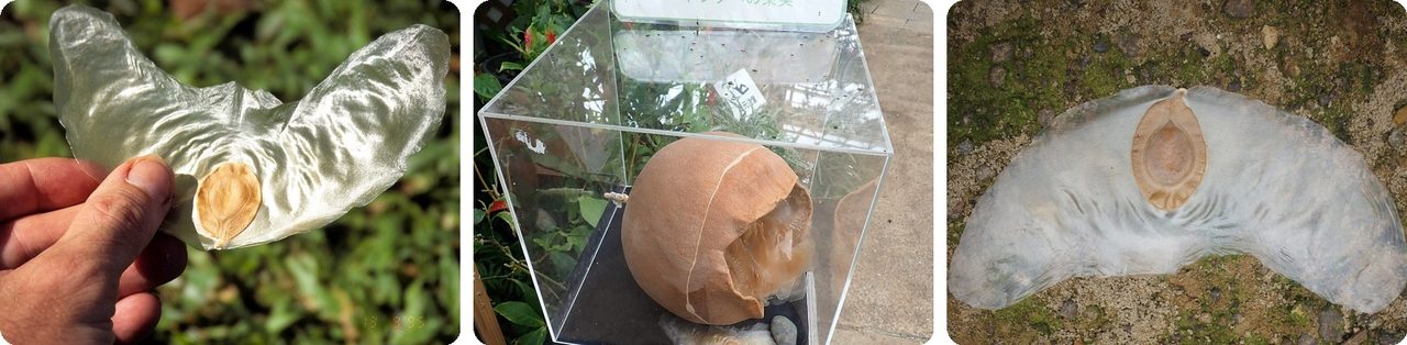 A gliding Alsomitra seed, its gourd, and a seed on the forest floor