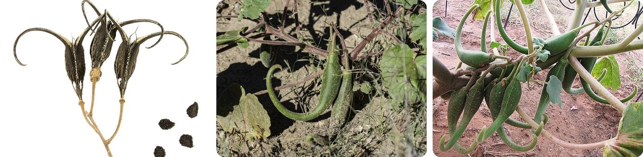 Dried devil's claw pods with hooked claws, and green pods on the plant