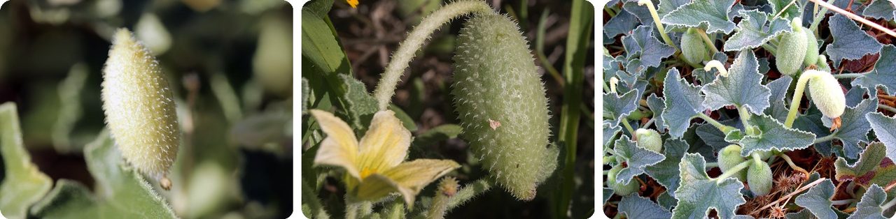 Hairy squirting cucumber fruits on the plant