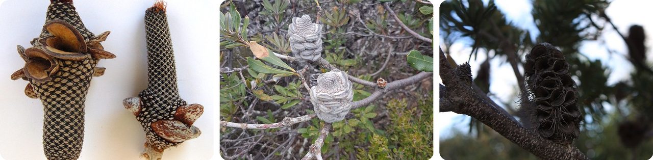 Woody banksia cones with open and closed seed pods