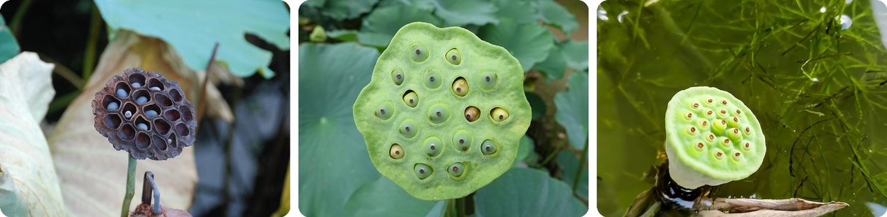 Lotus seed pods, dried and fresh