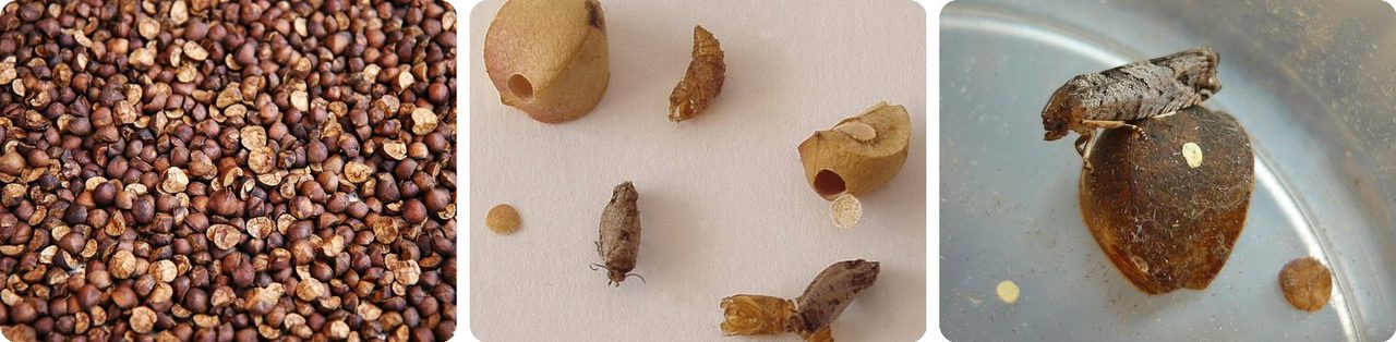Mexican jumping beans, one with a trap door, and the moth that hatched from it