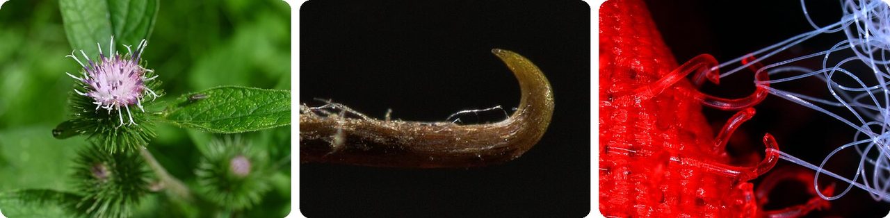 Burdock burrs, a close-up of one tiny hook, and Velcro under a microscope