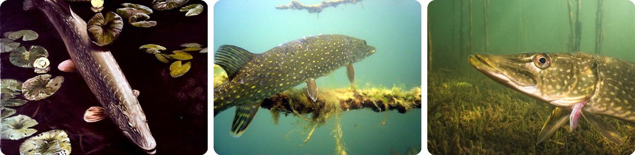 Northern pike lurking underwater