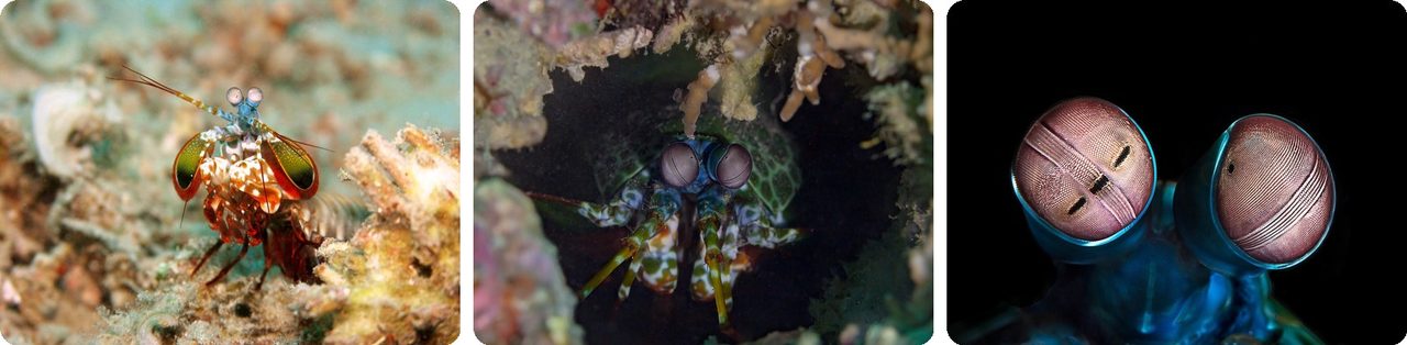 Peacock mantis shrimp on the reef and a close-up of its eyes