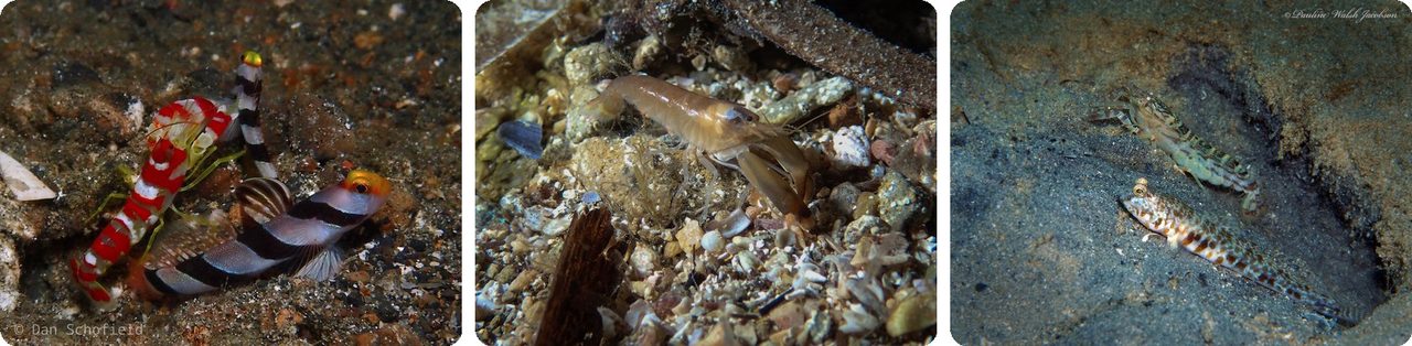 Snapping shrimp sharing burrows with goby fish