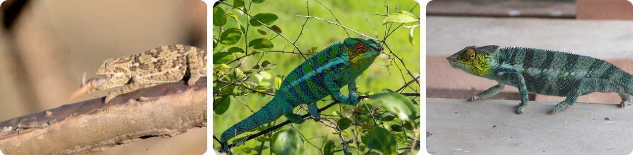 Chameleons on branches