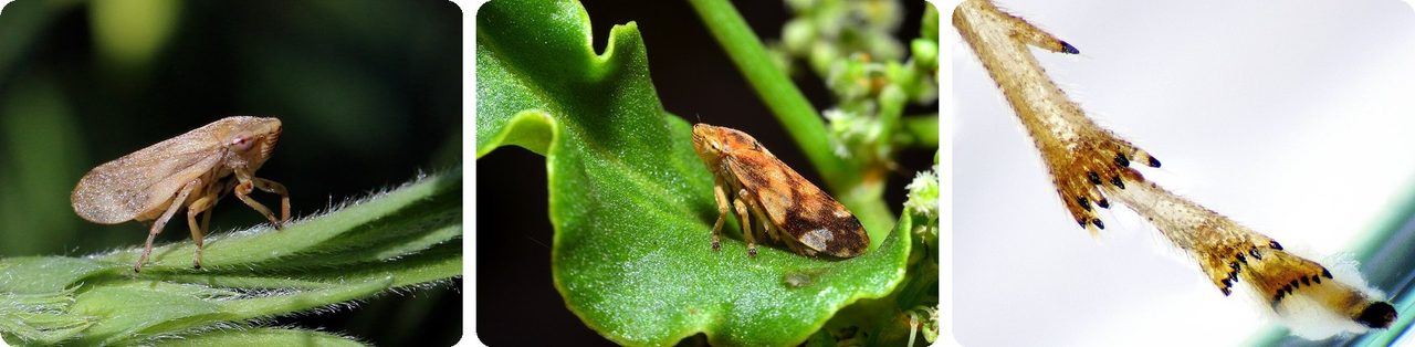 Froghoppers on leaves and a close-up of their jumping legs