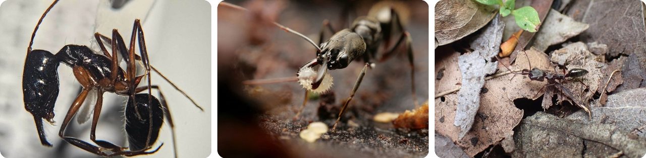 Trap-jaw ants with their long, straight jaws