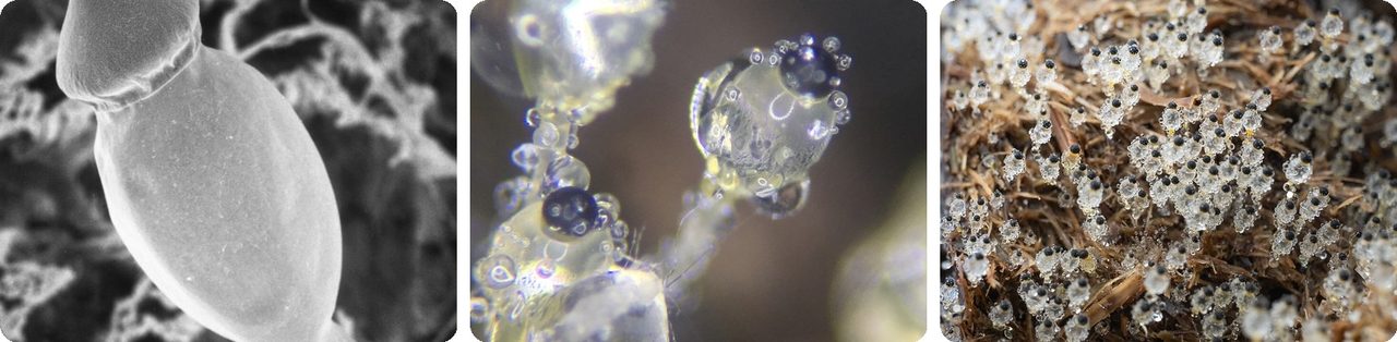 Pilobolus fungus with its clear stalks and black spore caps