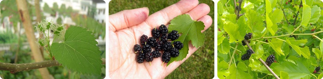 White mulberry catkins, berries and leaves