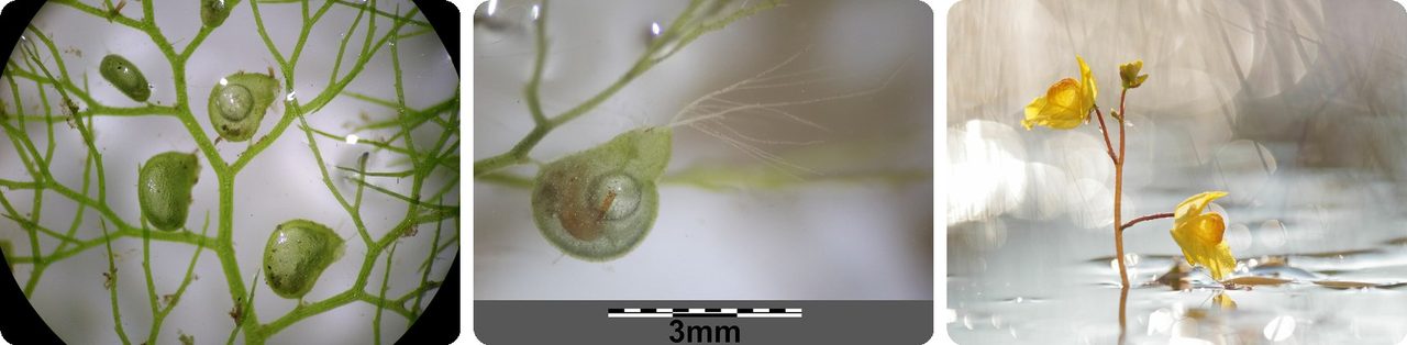 Bladderwort leaves with tiny bladder traps, and its yellow flower