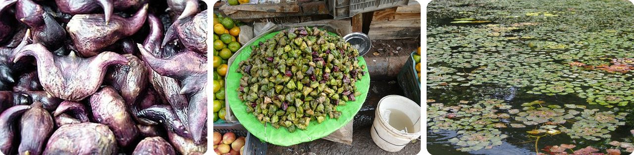 Water caltrops piled at a market, and the floating caltrop plant